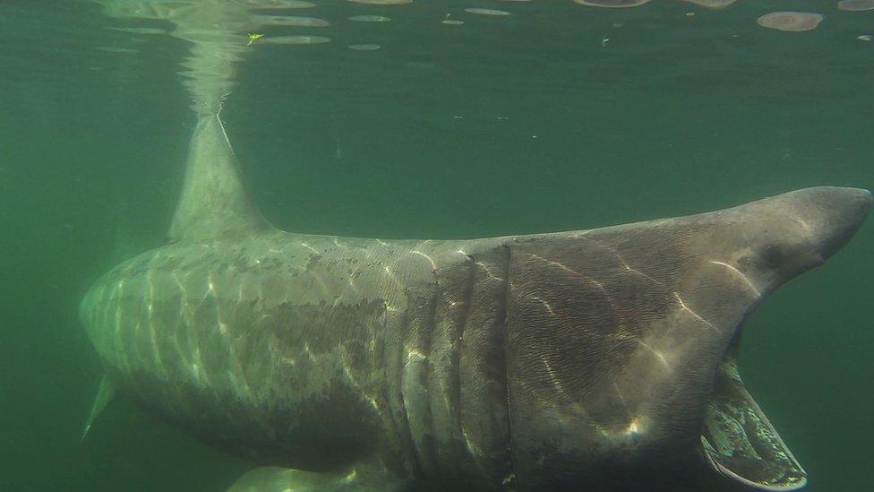 Basking shark