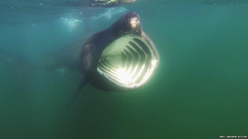 Basking shark