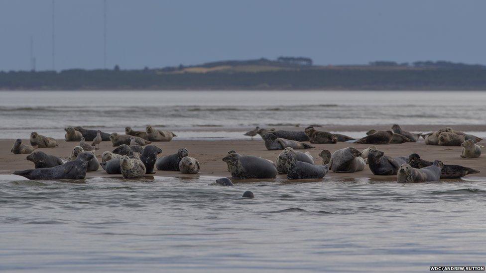 Seals