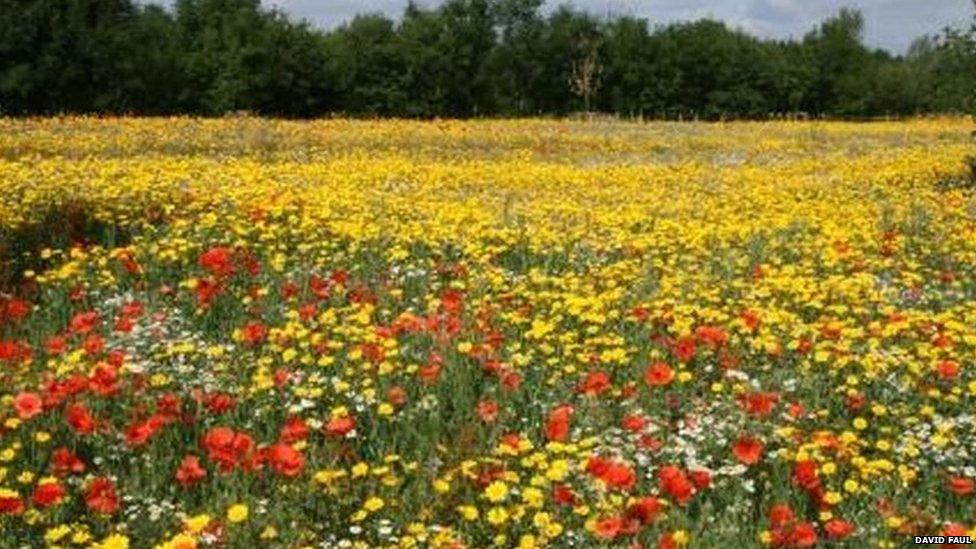 A poppy field