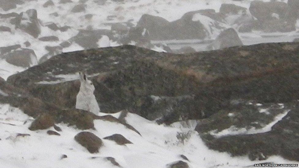 Mountain hare