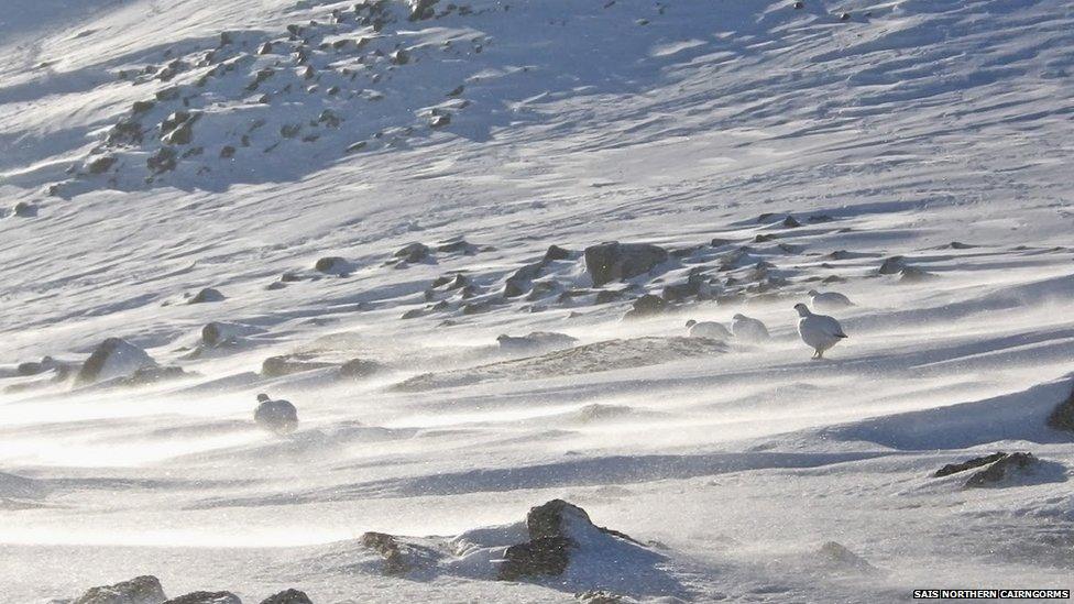 Ptarmigan in Northern Cairngorms