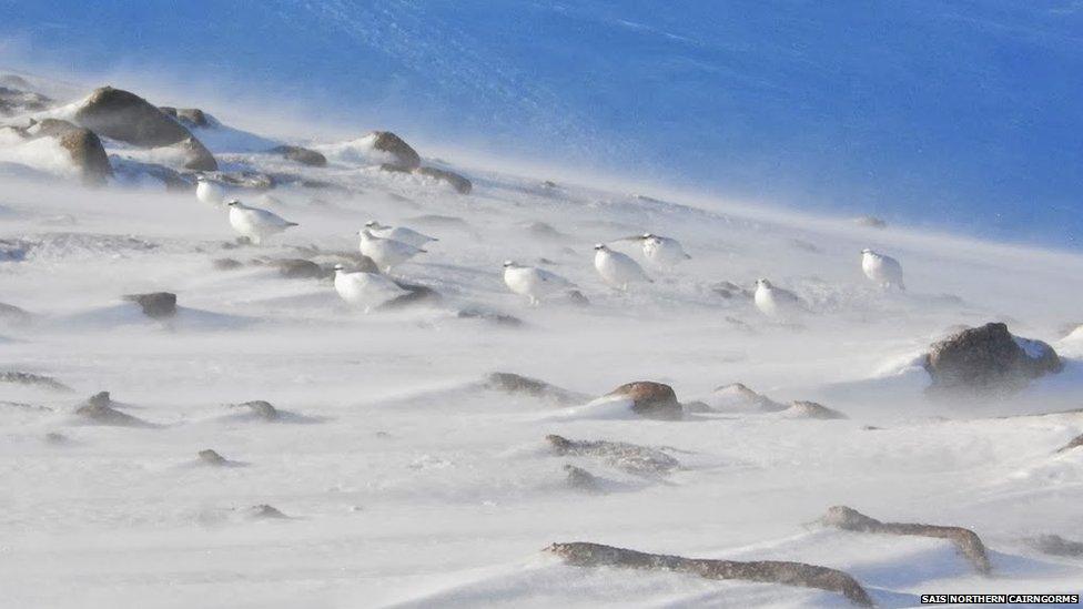 Ptarmigan in Northern Cairngorms