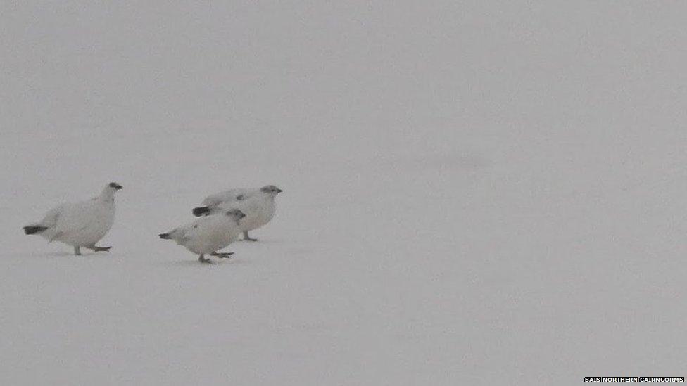 Ptarmigan in Northern Cairngorms