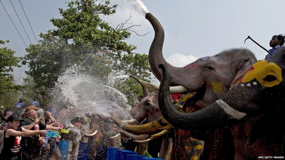 Elephants spray water