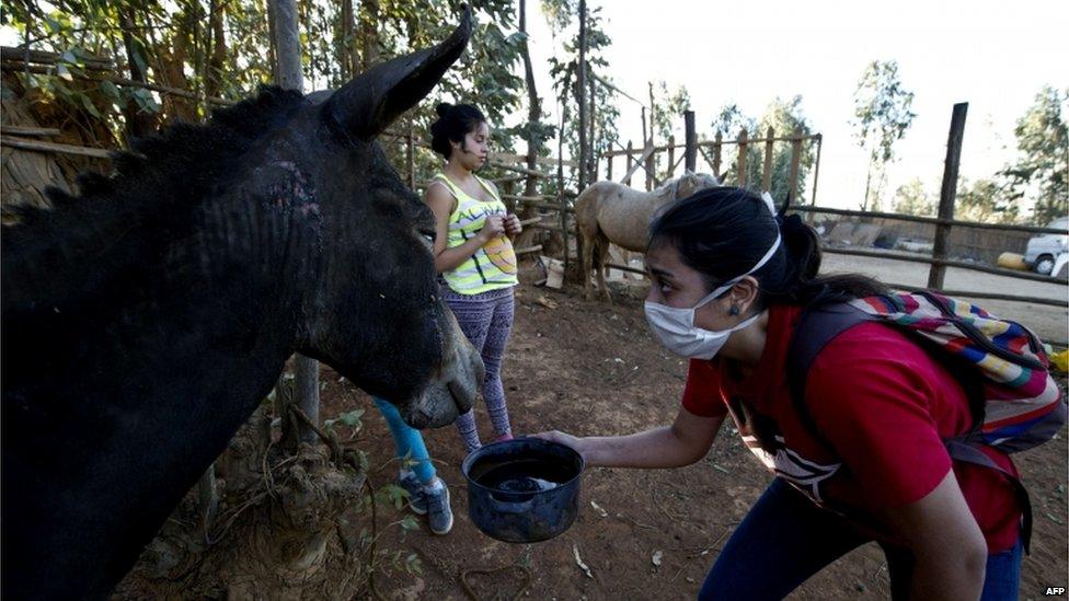 A local gives water to a donkey in the area ravaged by fire in Valparaiso on 13 April 2014