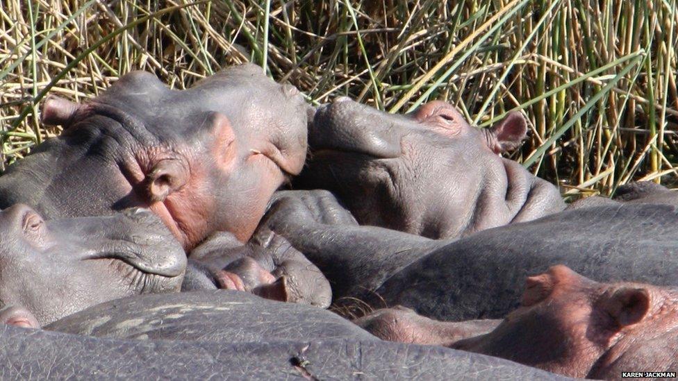 Two hippos