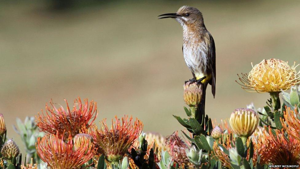 Sugarbird on a protea