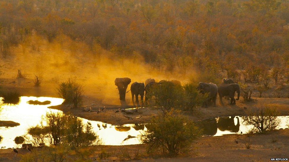 A herd of elephants