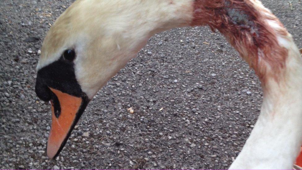 Swan with injured neck