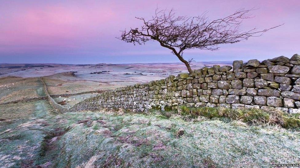 Little tree on Hadrian’s Wall near Caw Gap by Anita Nicholson