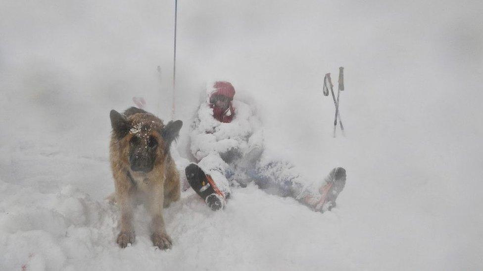 SAIS forecaster and dog in snow