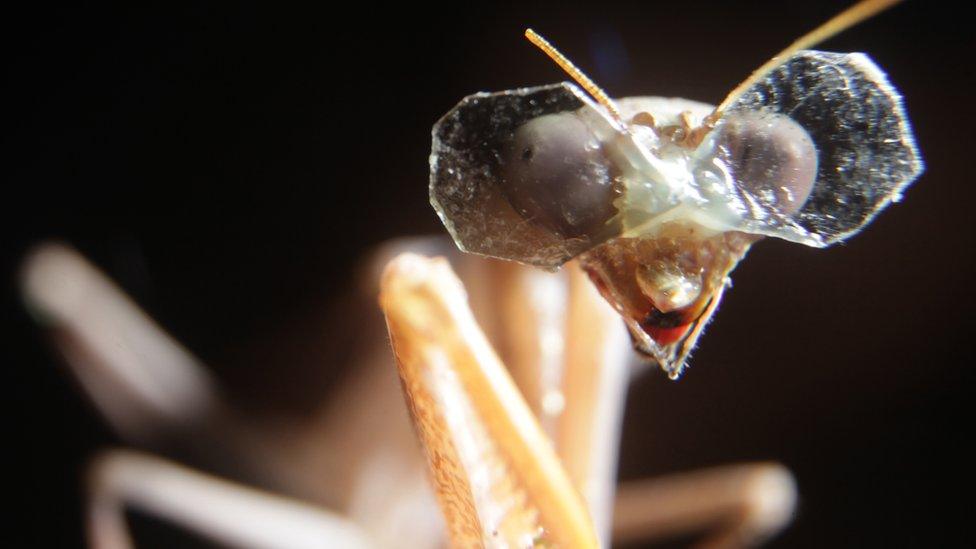 Praying mantis wearing 3D glasses