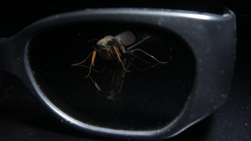 Praying mantis wearing 3D glasses