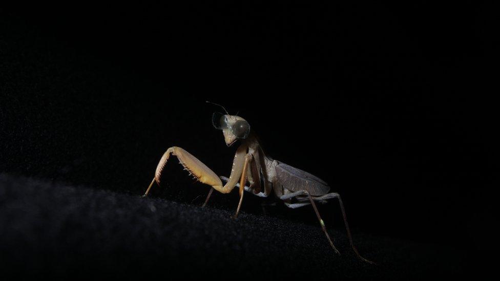 Praying mantis wearing 3D glasses