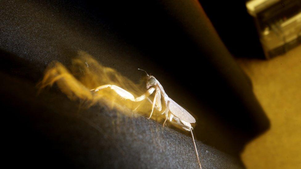 Praying mantis wearing 3D glasses