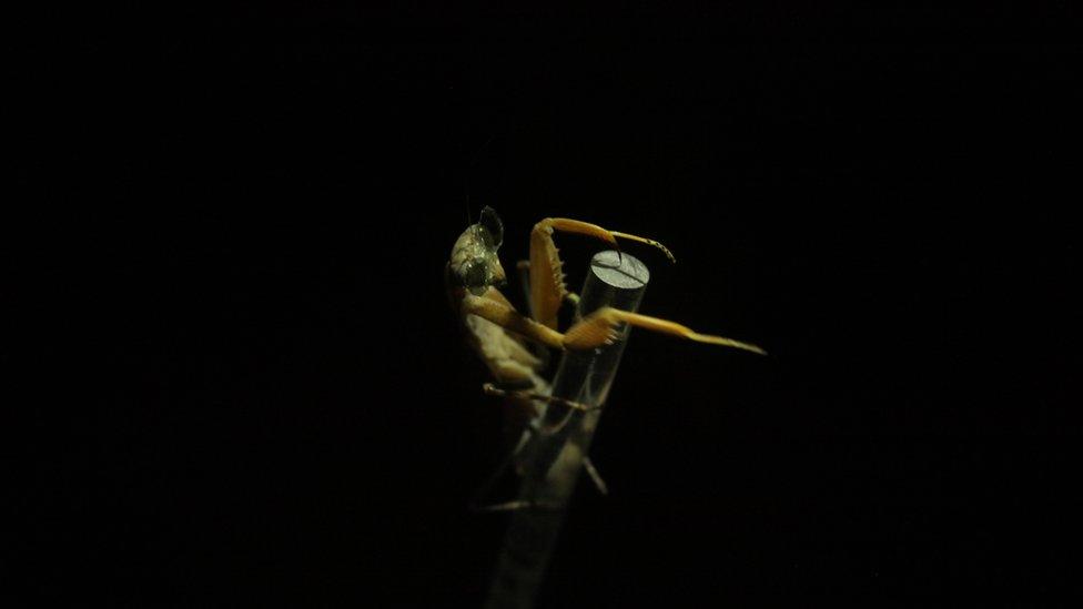 Praying mantis wearing 3D glasses