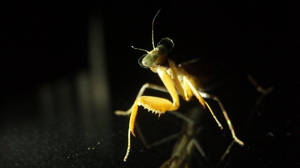Praying mantis wearing 3D glasses