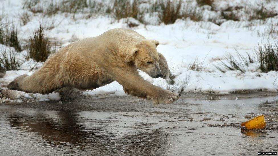 Walker the polar bear