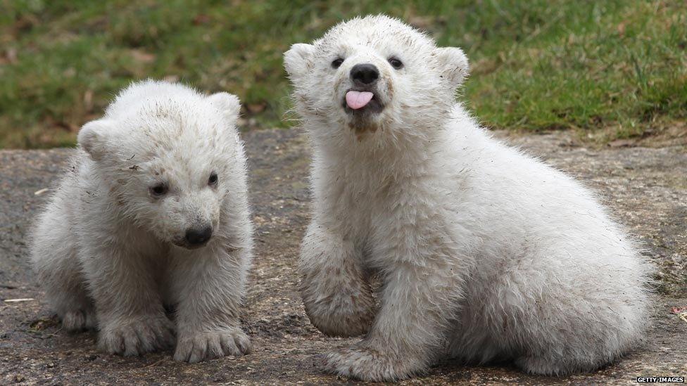 Polar bear cubs