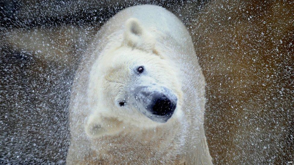 Polar bear at zoo