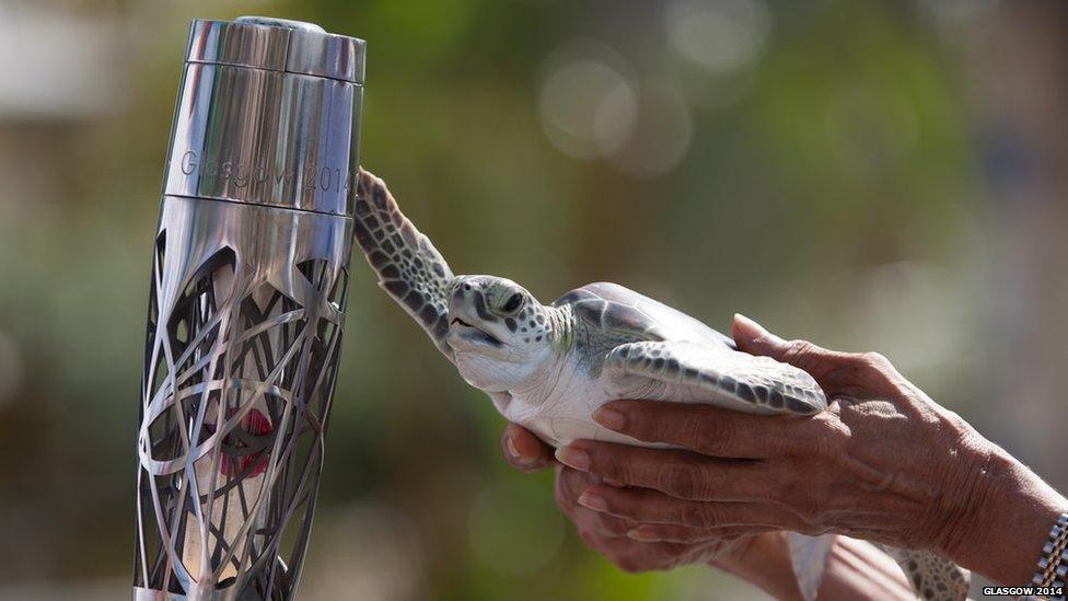 A turtle extends one flipper to touch the Queen's Baton.