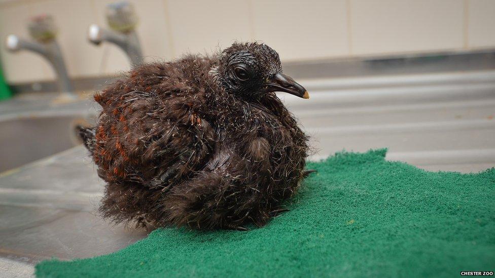 White-naped pheasant pigeon chick on a sink draining board