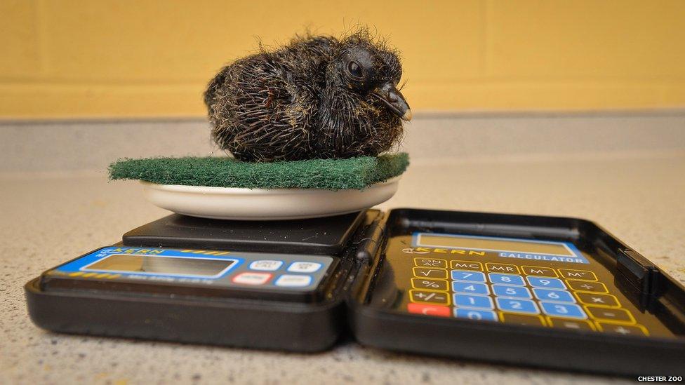 A chick being weighed