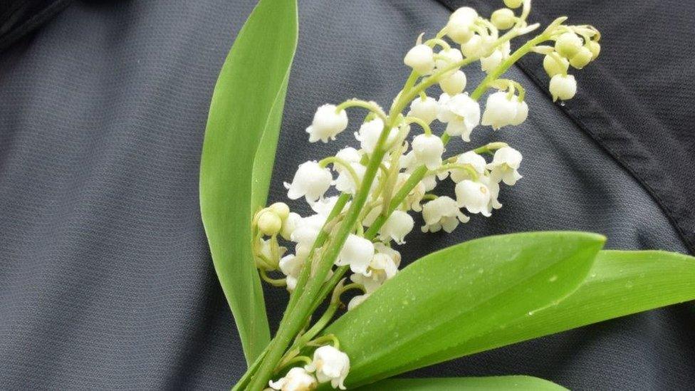 Lily of the Valley