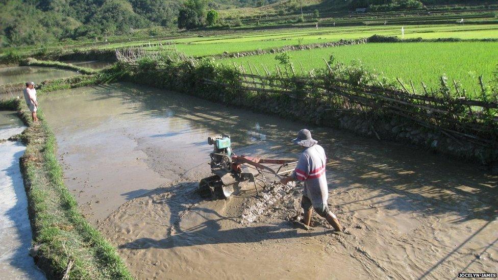 A farmer at work