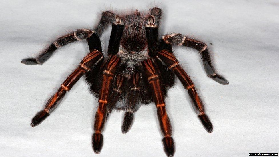 Sericopelma 'Santa Catlina'