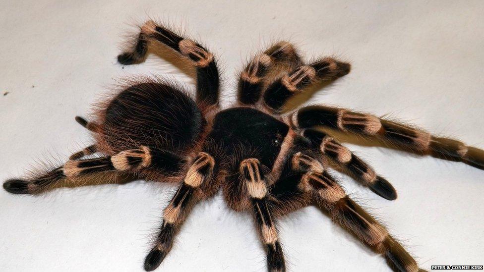 Acanthoscurria geniculata