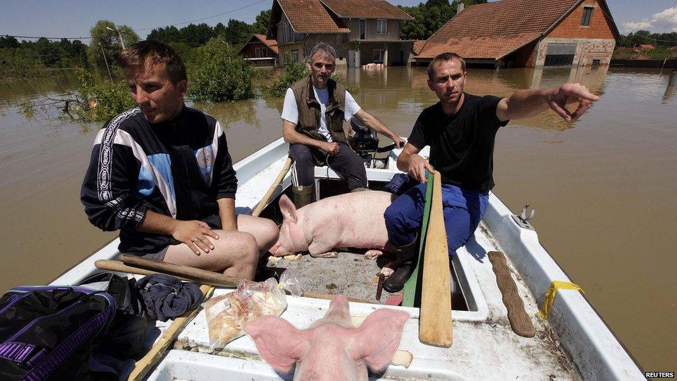 Boat carrying rescued pigs during heavy floods in Vojskova, Bosnia. 19 May 2014