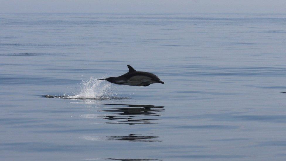 A Pembrokeshire dolphin