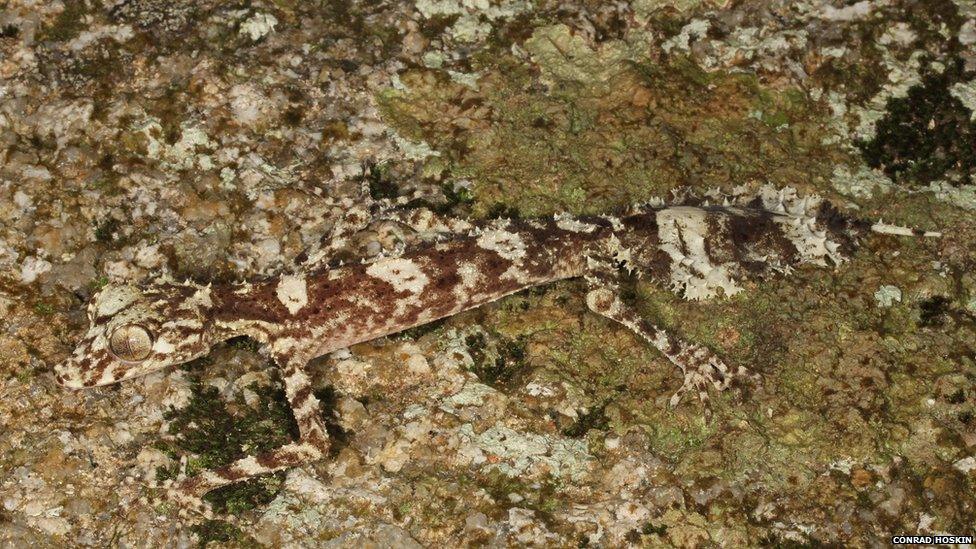 leaf-tailed gecko