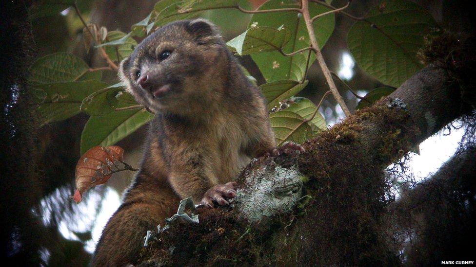 olinguito