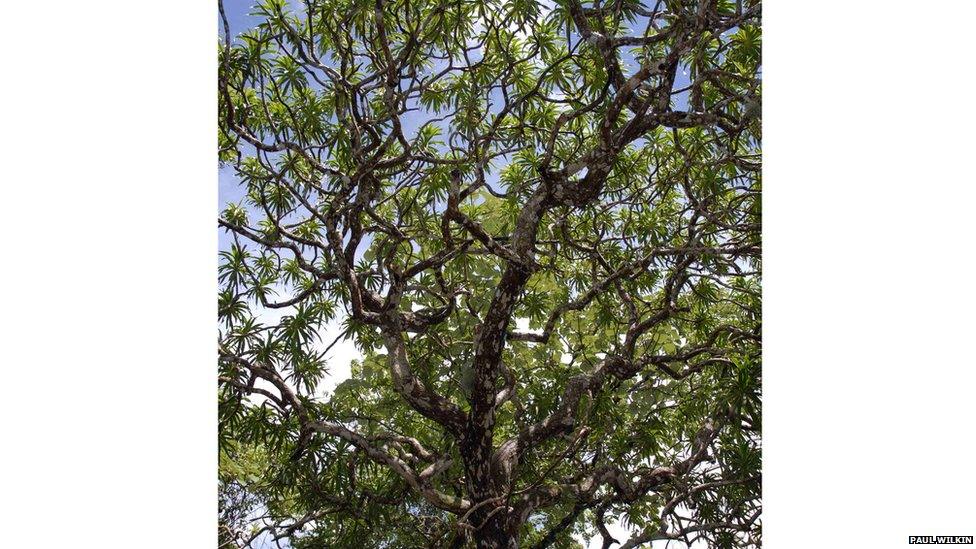 Kaweesak's dragon tree