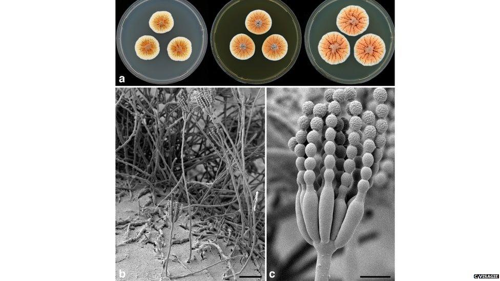 Orange penicillium