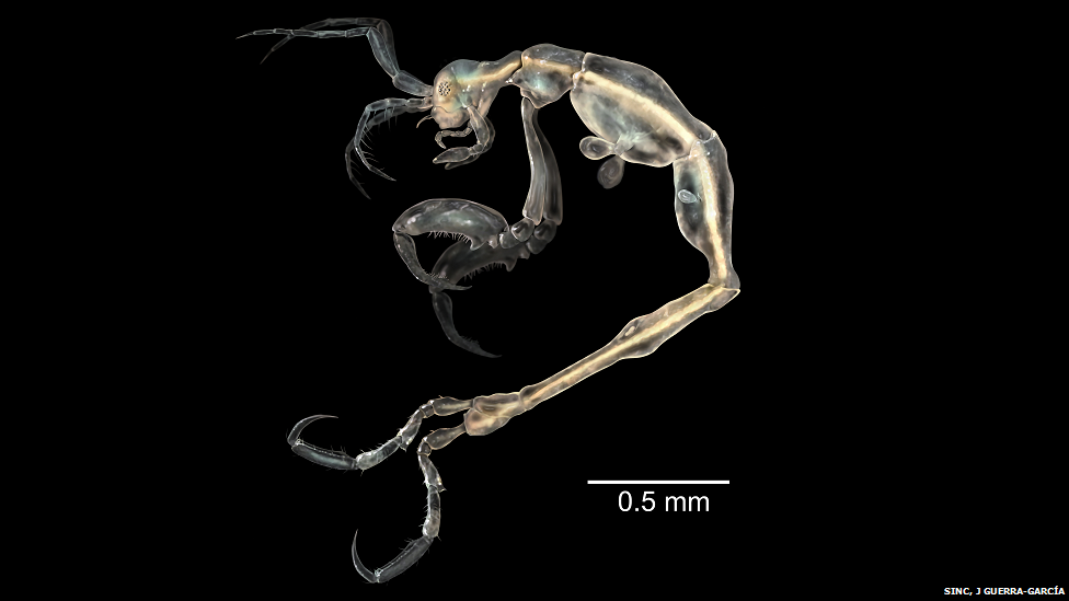 skeleton shrimp