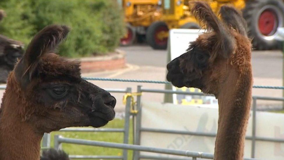 The showground is home to thousands of animals