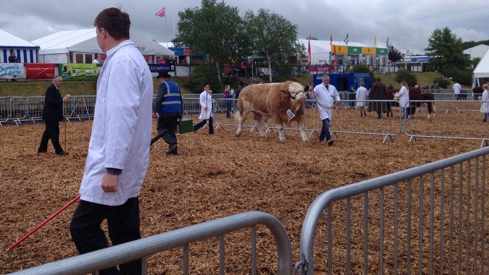 Cattle at the showground