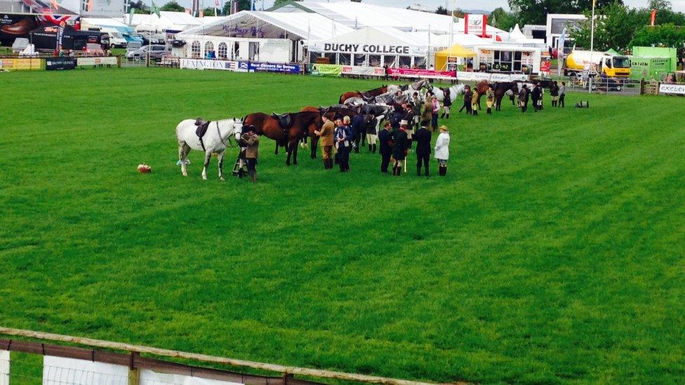 Horses at the Devon County Show