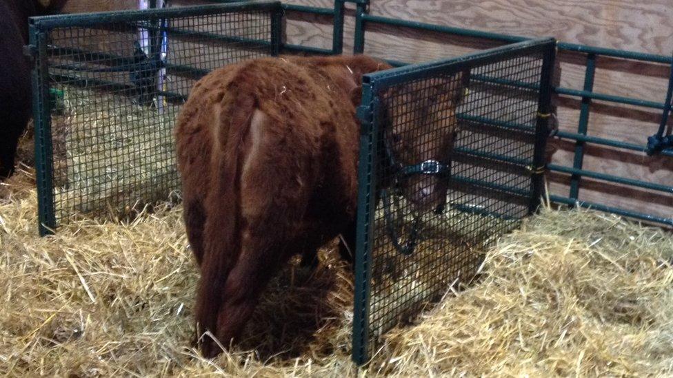 A calf on the first day of the Devon County Show