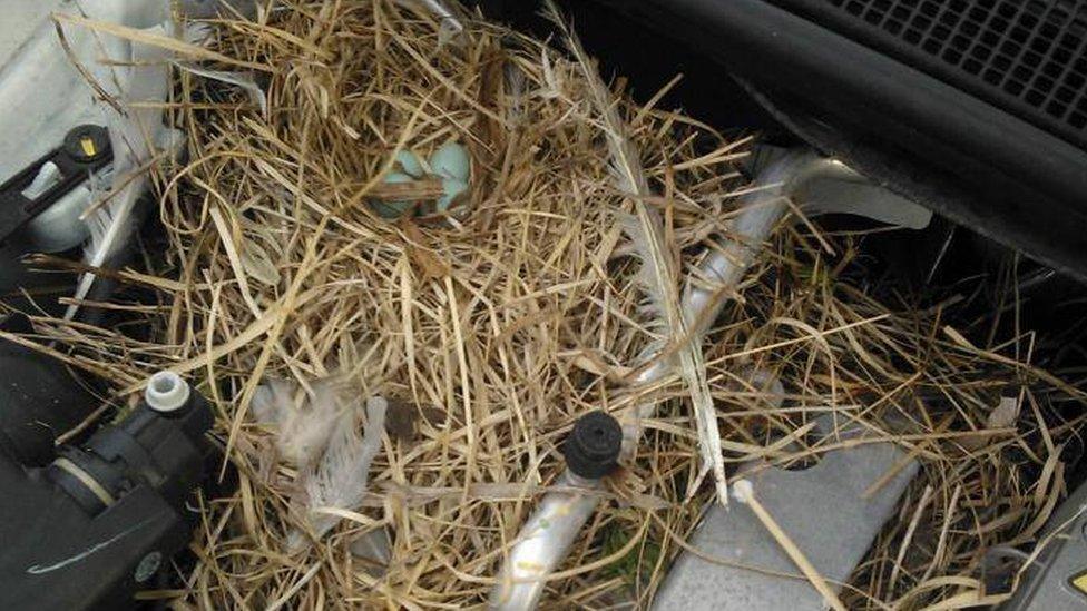 Nest in a car