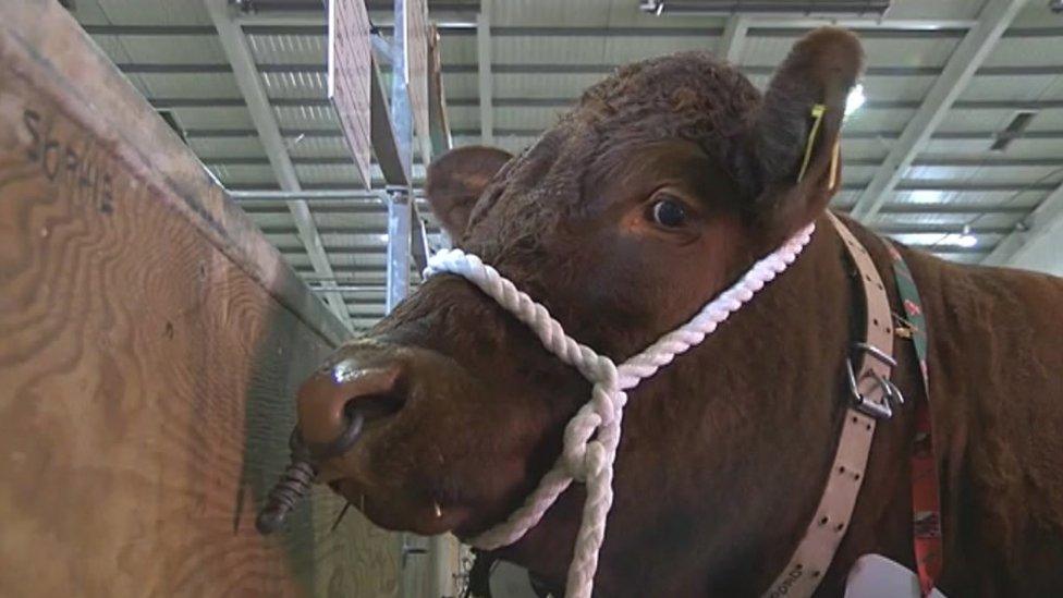 Devon County Show 2014