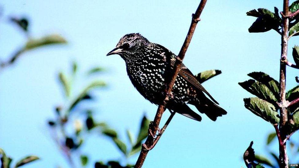 Starling