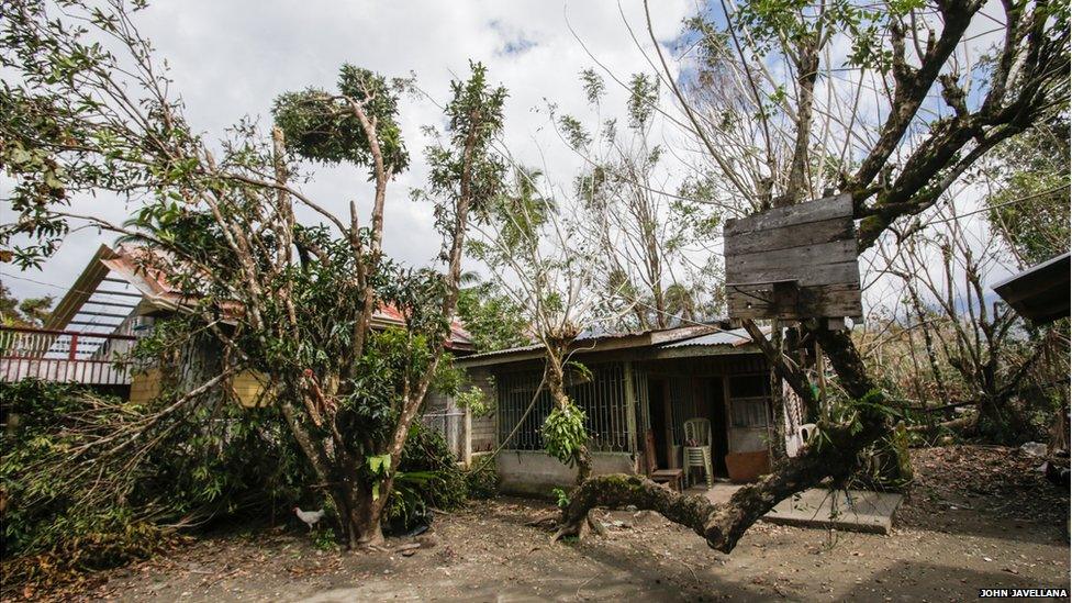 Basketball hoop attached to a tree.