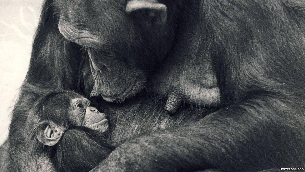 Brooke was the first chimp born at Twycross in 1971