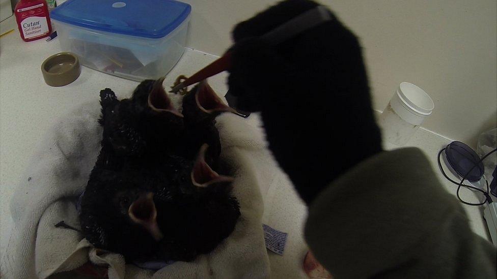 Red-billed chough chicks being fed by hand