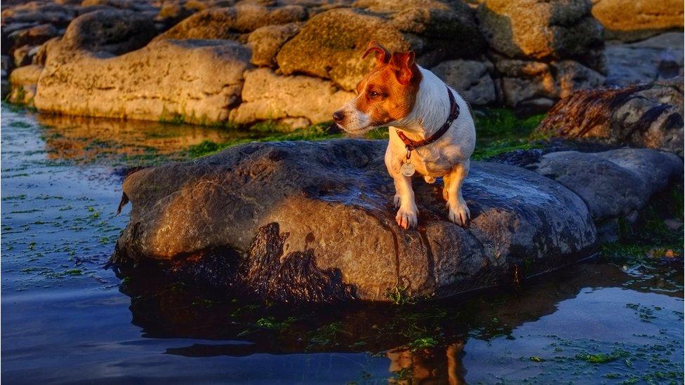 A terrier watching the sunset at Rest Bay, Porthcawl, by Simon Rees of Thomastown in Rhondda Cynon Taf